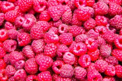 Fresh and sweet raspberry background. Lots of red ripe berries raspberries Stock Photos