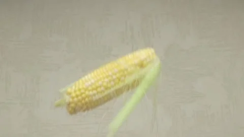 Fresh and Tender Corn on the Cob is Now Ready for Cooking and Enjoying in Your Vídeo Stock 284317686