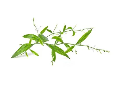 Fresh of Andrographis paniculata, King of Bitters plant, Green chiretta. Isol Stock Photos