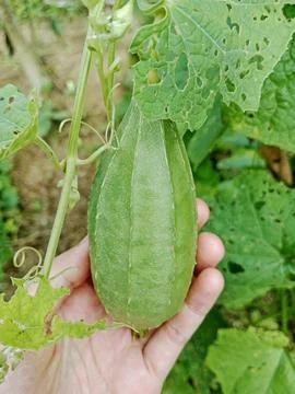 Fresh Angled Luffa held in hand in the garden Stock Photos