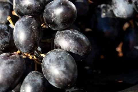 Fresh appetizing ripe red grapes in a detailed macro shot showing skin text.. Stock Photos