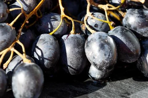 Fresh appetizing ripe red grapes in a detailed macro shot showing skin text.. Stock Photos