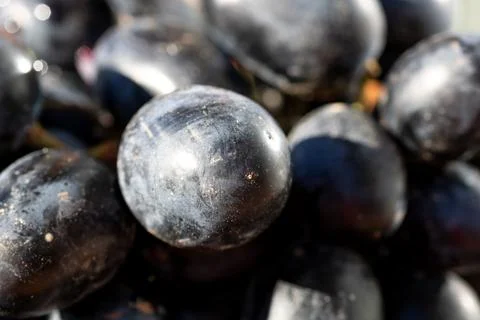 Fresh appetizing ripe red grapes in a detailed macro shot showing skin text.. Stock Photos