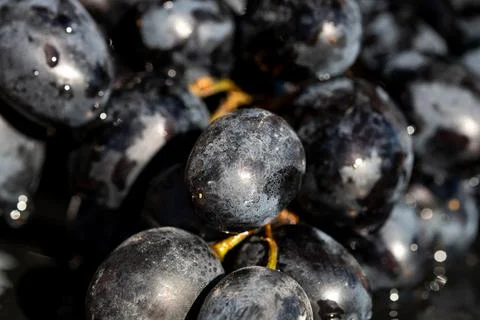 Fresh appetizing ripe red grapes in a detailed macro shot showing skin text.. Stock Photos