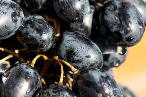 Fresh appetizing ripe red grapes in a detailed macro shot showing skin text.. 스톡 사진