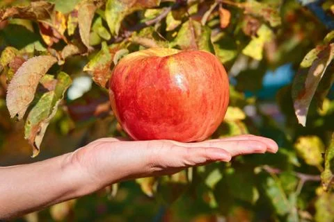 Fresh Apple in hand Stock Photos