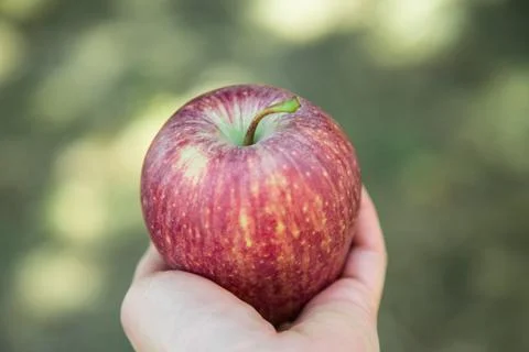 Fresh Apple Stock Photos