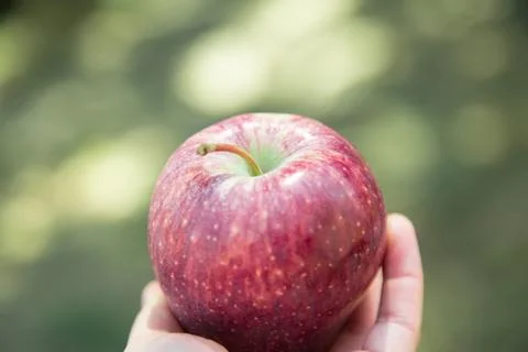 Fresh Apple Stock Photos