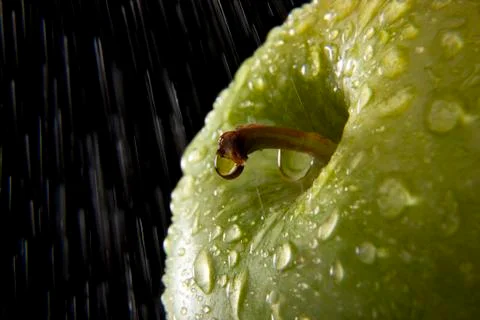 Fresh Apple Stock Photos