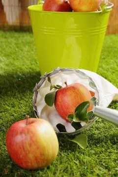 Fresh apple in a picker net Stock Photos