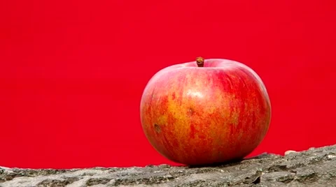 Fresh apple on a red background Stock Footage 41347400