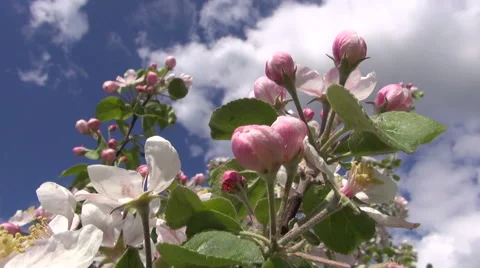 Fresh apple tree buds and blossoms in spring Stock Footage 50678981