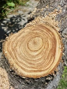 Fresh Apple Tree Cut Surface with Bark and Sawdust Stock Photos
