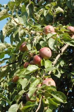 Fresh apple tree fruits Foto stock