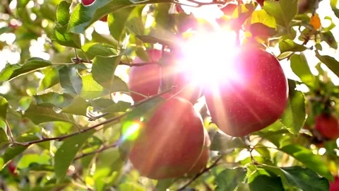 Fresh Apple Trees in garden Video stock 281436870