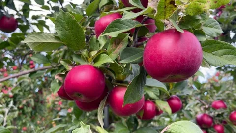 Fresh Apple Trees Video in Apple Fields in Canada Video stock 281436902