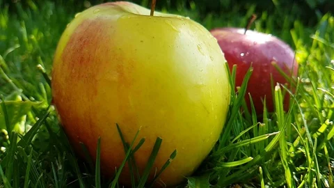 Fresh apple wet on the grass Stock Footage 95579574