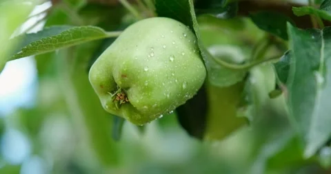 Fresh Apples on Apple Tree 動画素材 198875982