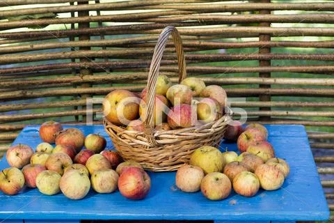 Fresh apples in the garden Stock Photos