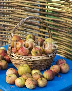 Fresh apples in the garden Stock Photos