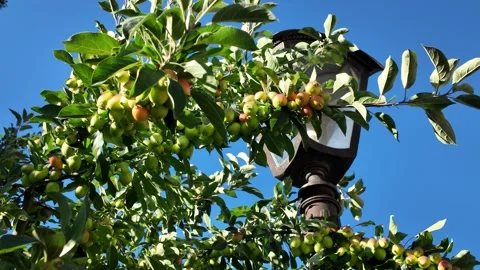 Fresh apples growing on a tree in an orchard on a clear summer day Stock Footage 341356722