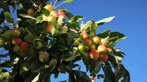 Fresh apples growing on a tree in an orchard on a clear summer day. Видео 342997533