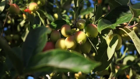 Fresh apples growing on a tree in an orchard on a clear summer day Stock Footage 343160728