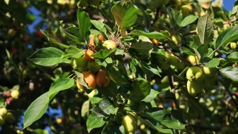 Fresh apples growing on a tree in an orchard on a clear summer day. Stock Footage 343312757