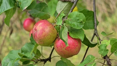 Fresh apples hanging from a tree branch, great for food or decoration Stock Footage 344796707