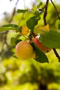 Fresh apples Foto stock