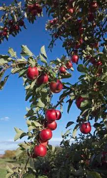 Fresh Apples Stock Photos