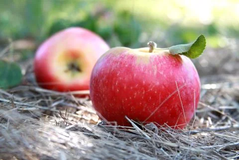 Fresh apples Stock Photos