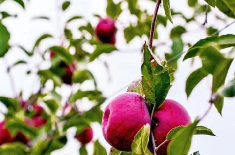 Fresh Apples Stock-Fotos