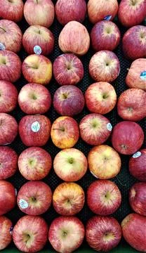 Fresh apples Stock Photos