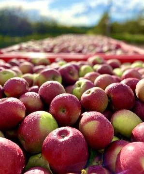 Fresh Apples 写真素材