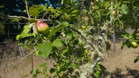 Fresh apples ripening on tree branch covered in lace lichen along Sonoma Coast Stock Footage 346401856