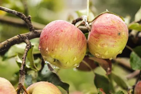 Fresh apples on the tree Stock Photos