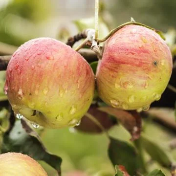 Fresh apples on the tree Foto stock