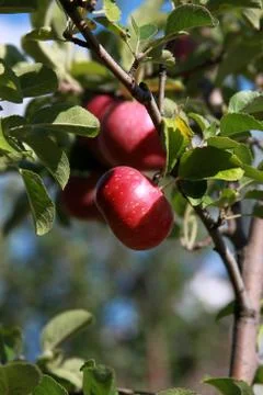 Fresh apples on tree Stock Photos