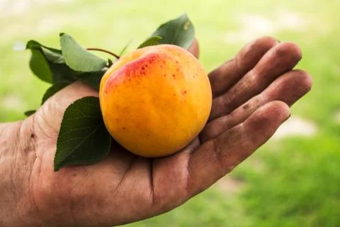 Fresh apricot on background Stock Photos