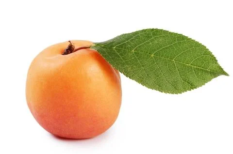 Fresh apricot with a leaf Stock Photos