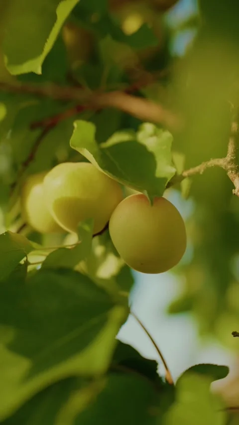 Fresh apricots Vidéo 339370028