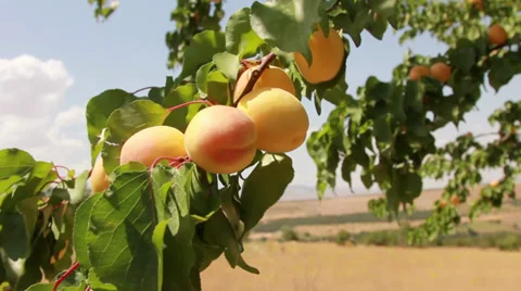 Fresh apricots on tree close up Stock Footage 32723799