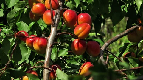 Fresh apricots tree Stock Footage 39698580