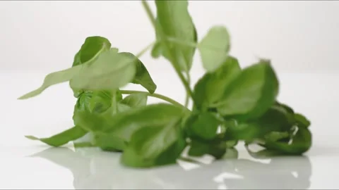 Fresh aromatic Basil Leaves And Stems Whole Bouncing Slow Motion White Tabletop Stock Footage 335461671