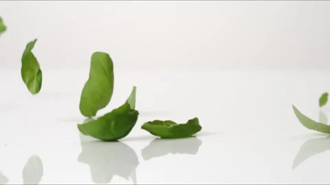 Fresh aromatic Basil Leaves Caprese Pesto Italian Bouncing Slow Motion White Stock Footage 335461732