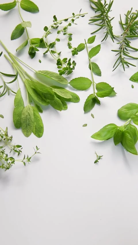 Fresh aromatic cooking herbs moving gently Stock Footage 339924496