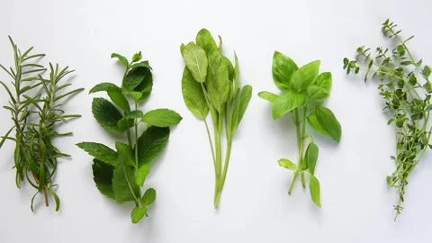 Fresh aromatic culinary herbs collection on white background Stock Footage 340405179
