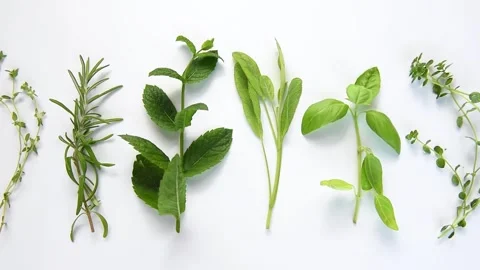 Fresh aromatic culinary herbs collection on white background Stock Footage 340795268