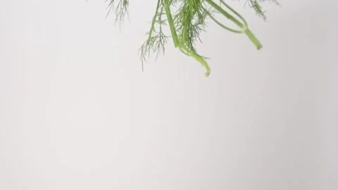 Fresh aromatic Dill Pickles Salmon Gravlax Raining Slow Motion White Backdrop Stock Footage 336222357